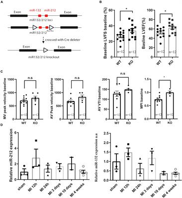 Loss of miR-132/212 Has No Long-Term Beneficial Effect on Cardiac Function After Permanent Coronary Occlusion in Mice